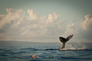 Humpback Whale #1