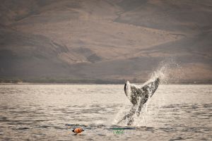 Humpback Whale #2