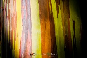 Rainbow Eucalyptus #4