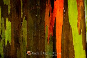 Rainbow Eucalyptus #1