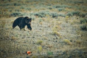 Yellowstone Grizzly 1