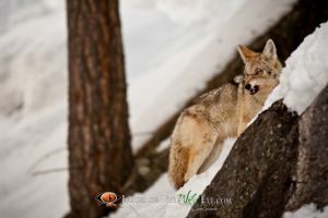 Yellowstone Coyote 1