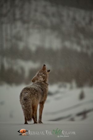 Yellowstone Coyote 2