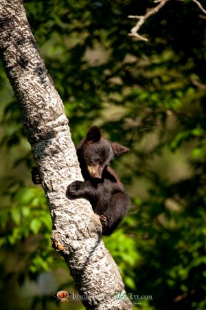 Black Bear Cub 6