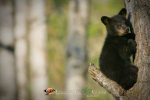 Black Bear Cub 1