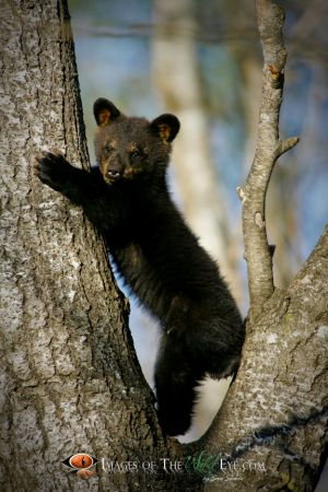 Black Bear Cub 2
