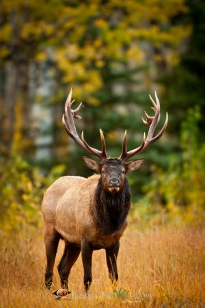 Jasper Bull Elk 1