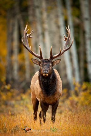 Jasper Bull Elk 2