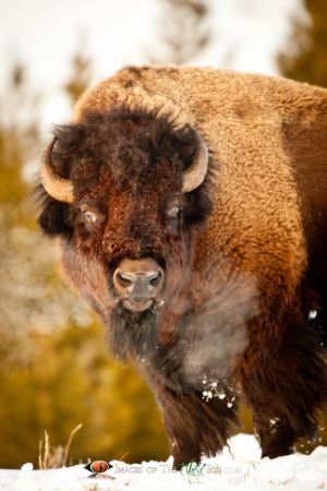 Yellowstone Bison 4