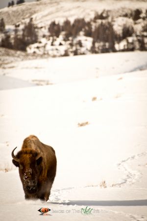 Yellowstone Bison 1