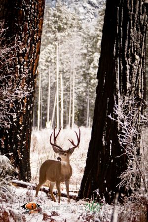 Yosemite Mule Deer
