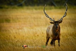 Yellowstone Bull Elk 2