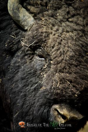 Yellowstone Bison 3