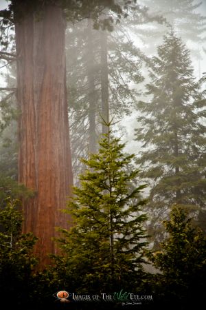 Sequoia's