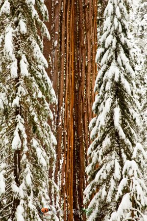 Old Growth Sequoia