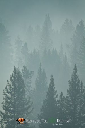 Smokey Forest