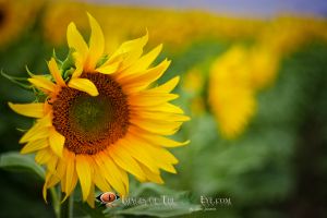 Fields Sunflowers