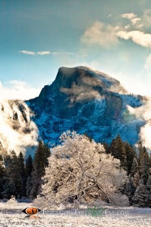 Yosemite Valley Oak